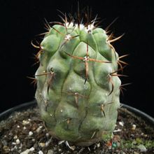 A photo of Copiapoa serpentisulcata