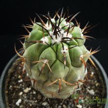 A photo of Copiapoa serpentisulcata