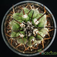 A photo of Copiapoa serpentisulcata
