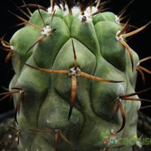 A photo of Copiapoa serpentisulcata