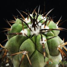A photo of Copiapoa serpentisulcata
