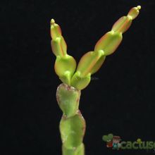 Una foto de Rhipsalis paradoxa