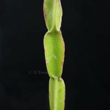 Una foto de Rhipsalis paradoxa