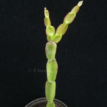 Una foto de Rhipsalis paradoxa