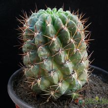 Una foto de Echinopsis maximiliana