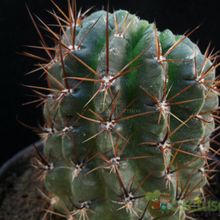 Una foto de Echinopsis maximiliana