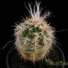 A photo of Oreocereus celsianus