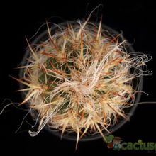 A photo of Oreocereus celsianus
