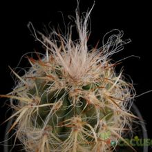 A photo of Oreocereus celsianus