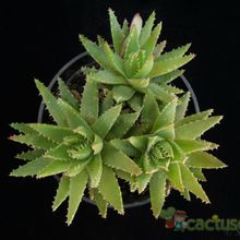 Una foto de Aloe perfoliata 
