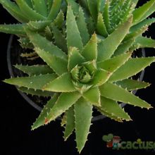 Una foto de Aloe perfoliata 