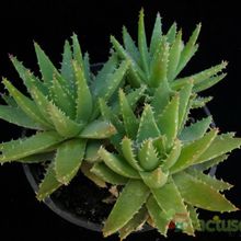 Una foto de Aloe perfoliata 