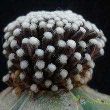 Una foto de Mammillaria luethyi
