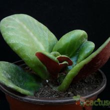 Una foto de Crassula streyi