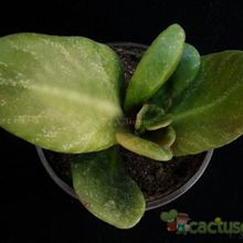 Una foto de Crassula streyi