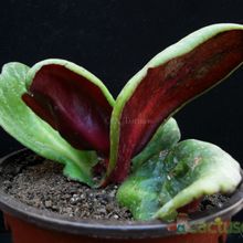 Una foto de Crassula streyi