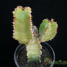 Una foto de Euphorbia excelsa