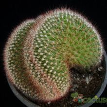 A photo of Mammillaria spinosissima ssp. spinosissima fma. crestada