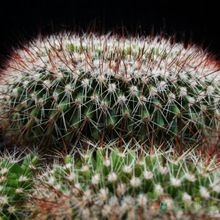 A photo of Mammillaria spinosissima ssp. spinosissima fma. crestada