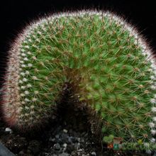 A photo of Mammillaria spinosissima ssp. spinosissima fma. crestada