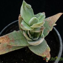 Una foto de Crassula cv. Pink Pyramid 