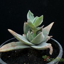Una foto de Crassula cv. Pink Pyramid 