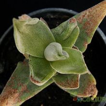 Una foto de Crassula cv. Pink Pyramid 
