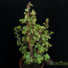A photo of Portulacaria afra