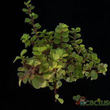 A photo of Portulacaria afra