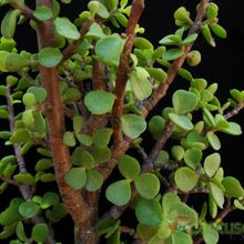 A photo of Portulacaria afra