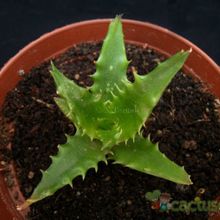 A photo of Aloe cv. nuda