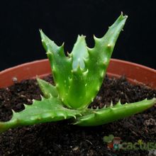 A photo of Aloe cv. nuda