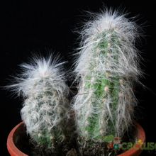 A photo of Oreocereus celsianus