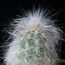 A photo of Oreocereus celsianus