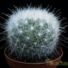 A photo of Mammillaria senilis