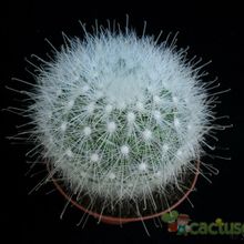 A photo of Mammillaria senilis