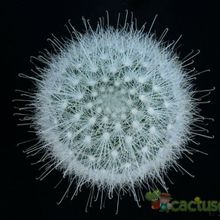 A photo of Mammillaria senilis