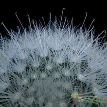 A photo of Mammillaria senilis