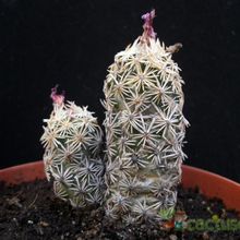 A photo of Escobaria minima