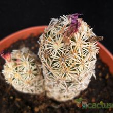 A photo of Escobaria minima