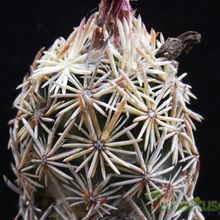 A photo of Escobaria minima