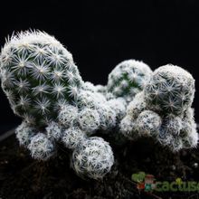 A photo of Escobaria sneedii subsp. leei