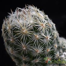 A photo of Escobaria sneedii subsp. leei