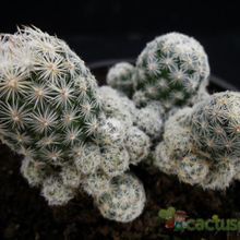 A photo of Escobaria sneedii subsp. leei