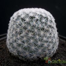 Una foto de Mammillaria lasiacantha