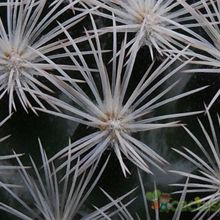 Una foto de Mammillaria lasiacantha