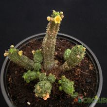 Una foto de Echidnopsis scutellata