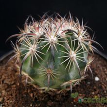 Una foto de Echinomastus unguispinus ssp. laui