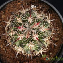 Una foto de Echinomastus unguispinus ssp. laui