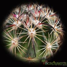 Una foto de Echinomastus unguispinus ssp. laui